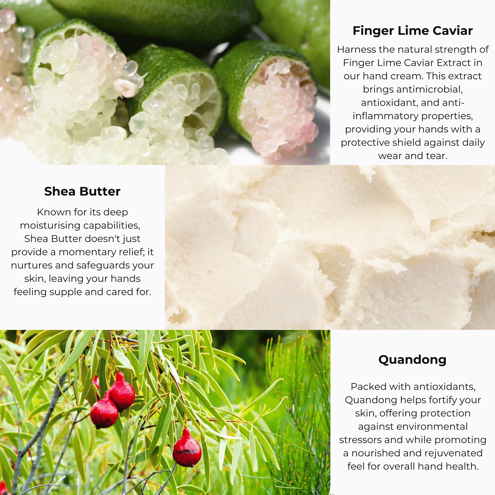 Top left: Close-up of Nourishing Hand Cream featuring Australian Finger Lime Caviar benefits. Top right: Explore the natural strength and Vitamin E richness in Merindah Botanicals&