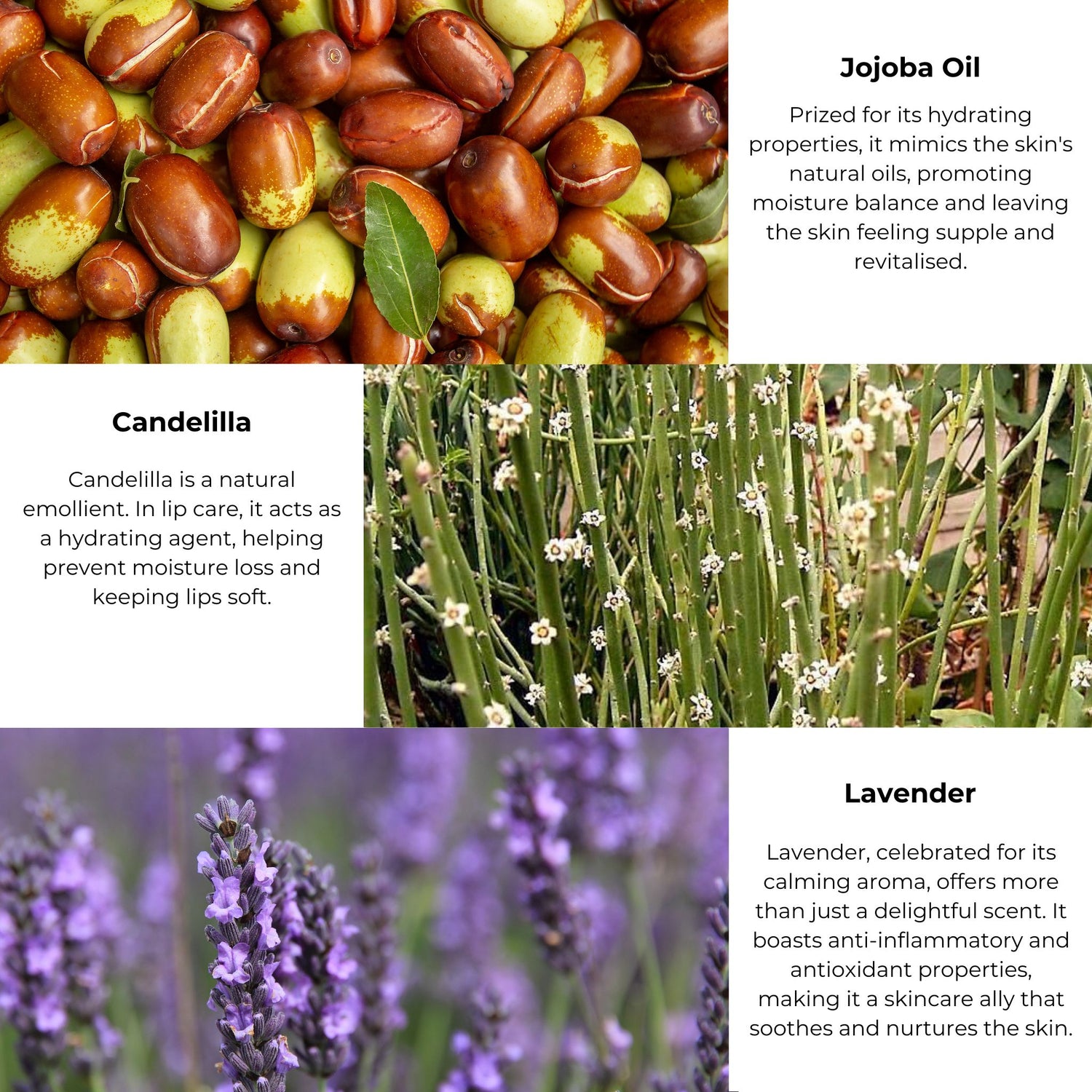 Top: A detailed view of jojoba seeds. Middle: Candelilla plants, complemented by text highlighting their moisturizing benefits for deep hydration. Bottom: Lavender flowers, accompanied by text detailing their calming aroma and skin-nourishing properties, perfect for soothing dry lips in the luxurious Soothing Lip Balm by Merindah Botanicals.